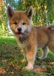 Cudowny Akita INU  Czerwony piesek