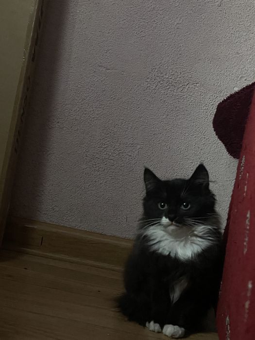 Віддамо кошеня в добрі руки