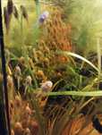 Ancistrus glonojad zbrojnik albino