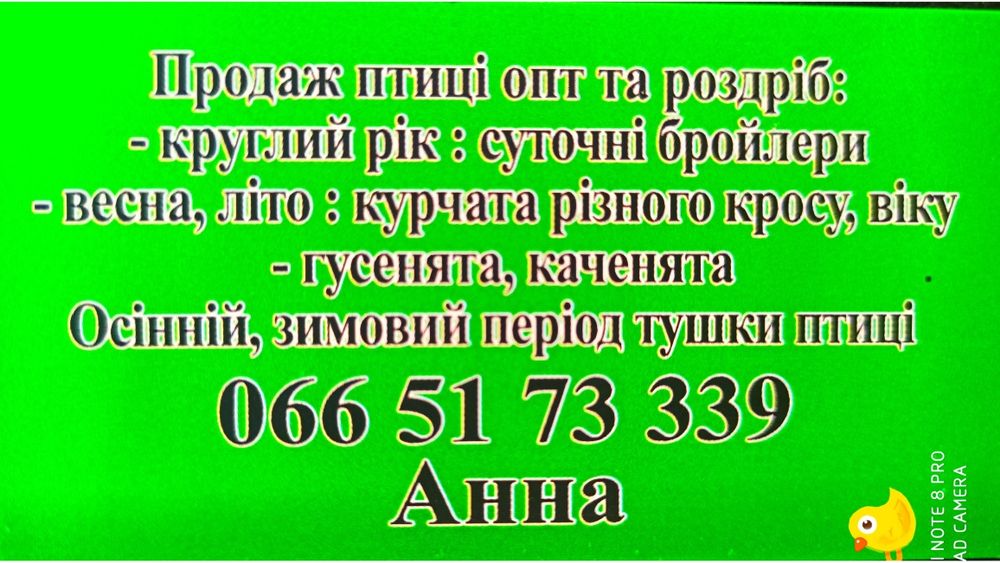 Продаж курчат, курей, бройлерів, індиків