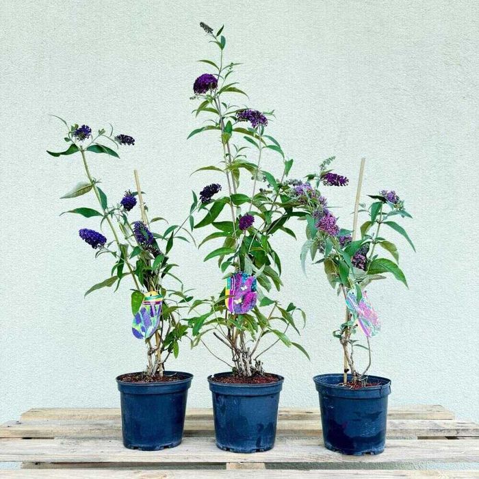 Likwidacja magazynu WYPRZEDAŻ ROŚLIN ogrodowych (Budleje, Hortensje)