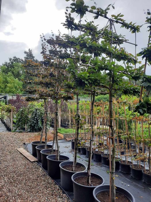 Tuje  formowane. Bonsai. Spirale. Kulki ,
