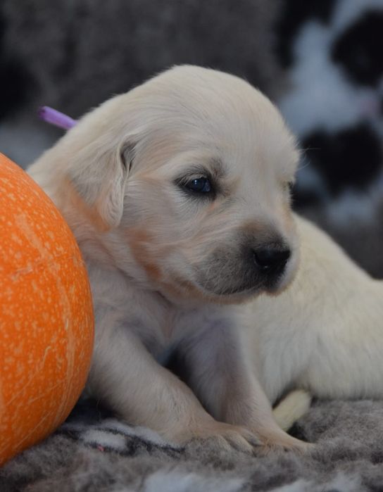Golden retriever szczenięta zkwp fci
