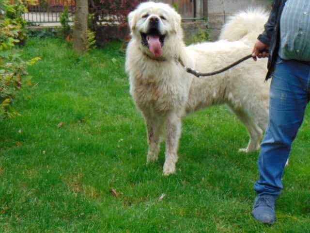 owczarek podhalański