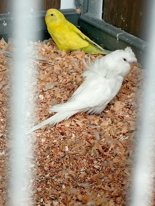 Piriquitos Hagoromos albinos