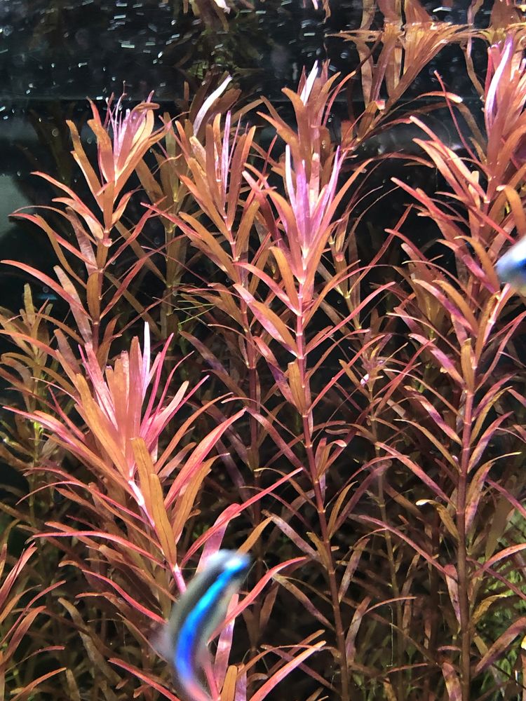 Rotala Blood Red roślina akwariowa