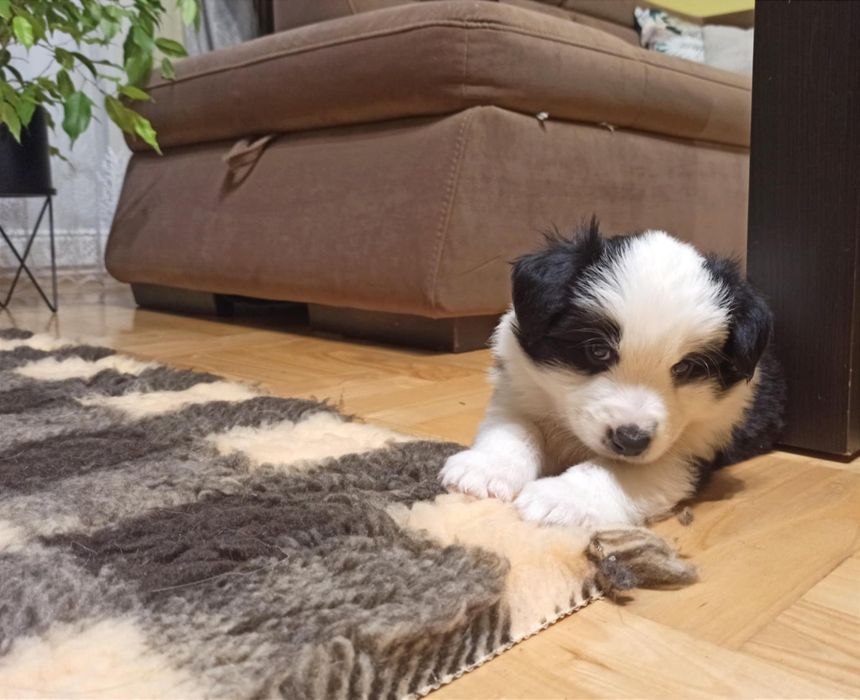 Szczenię Border Collie ZKwP pies samczyk