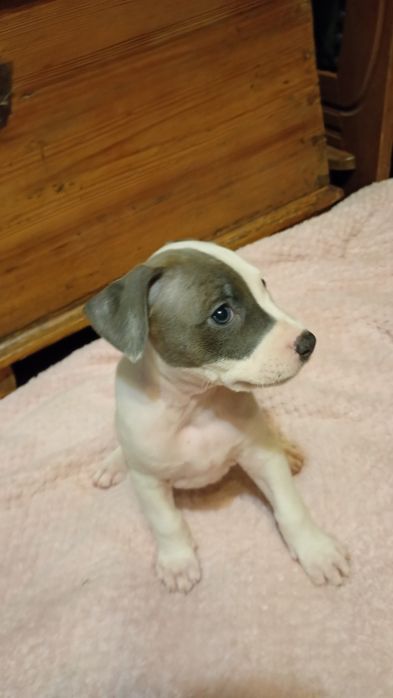 Rezerwacja Niebieskookie American Staffordshire terrier szczeniaki ams