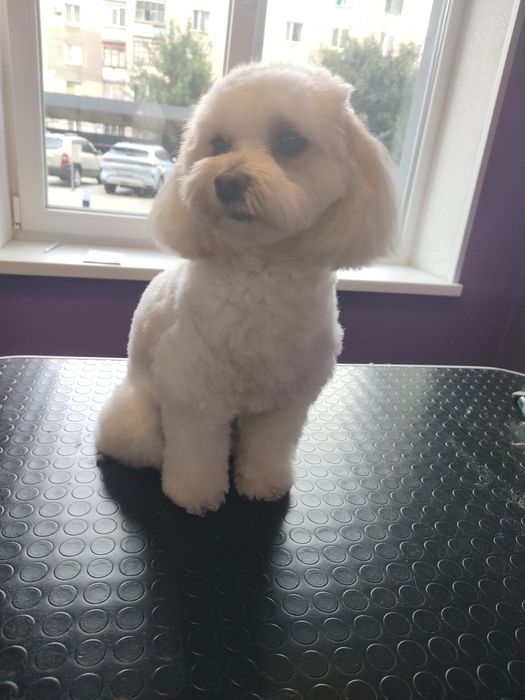 Сертифікований грумер.Грумінг салон вул. Перемоги