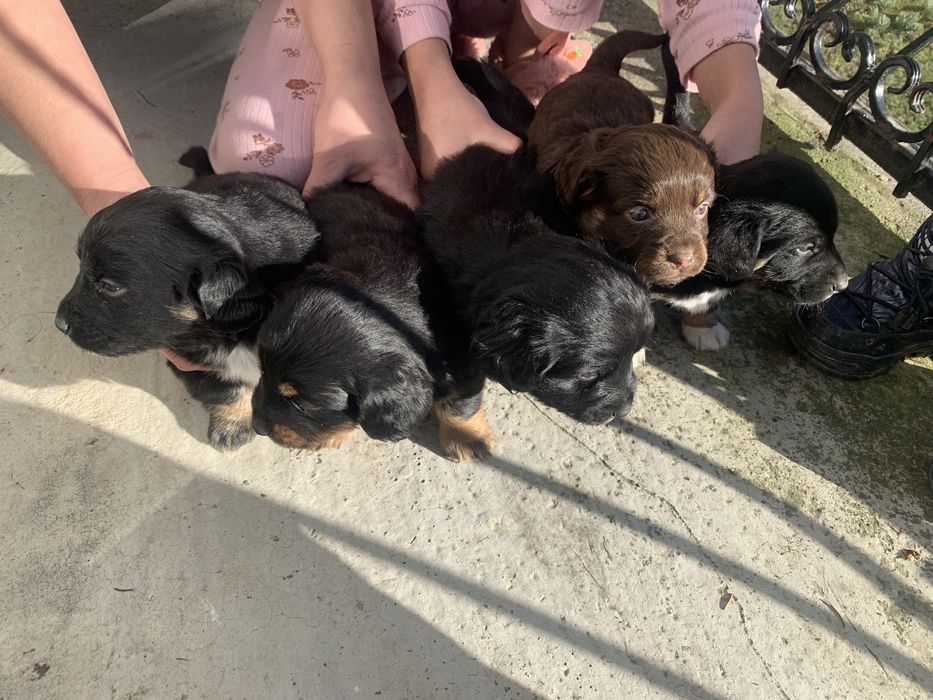 Віддам щенят метис у добрі руки