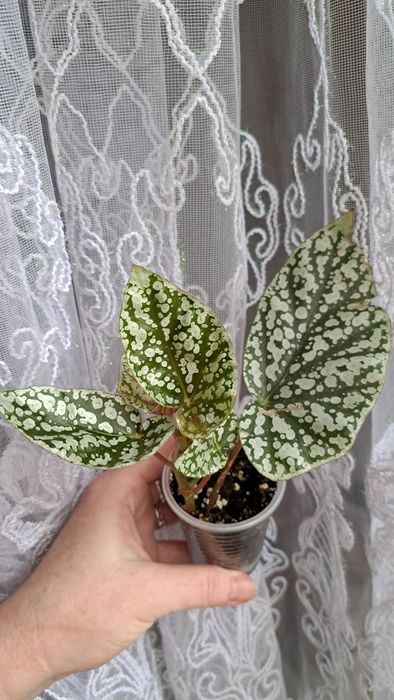 Бегонія Snow Cap