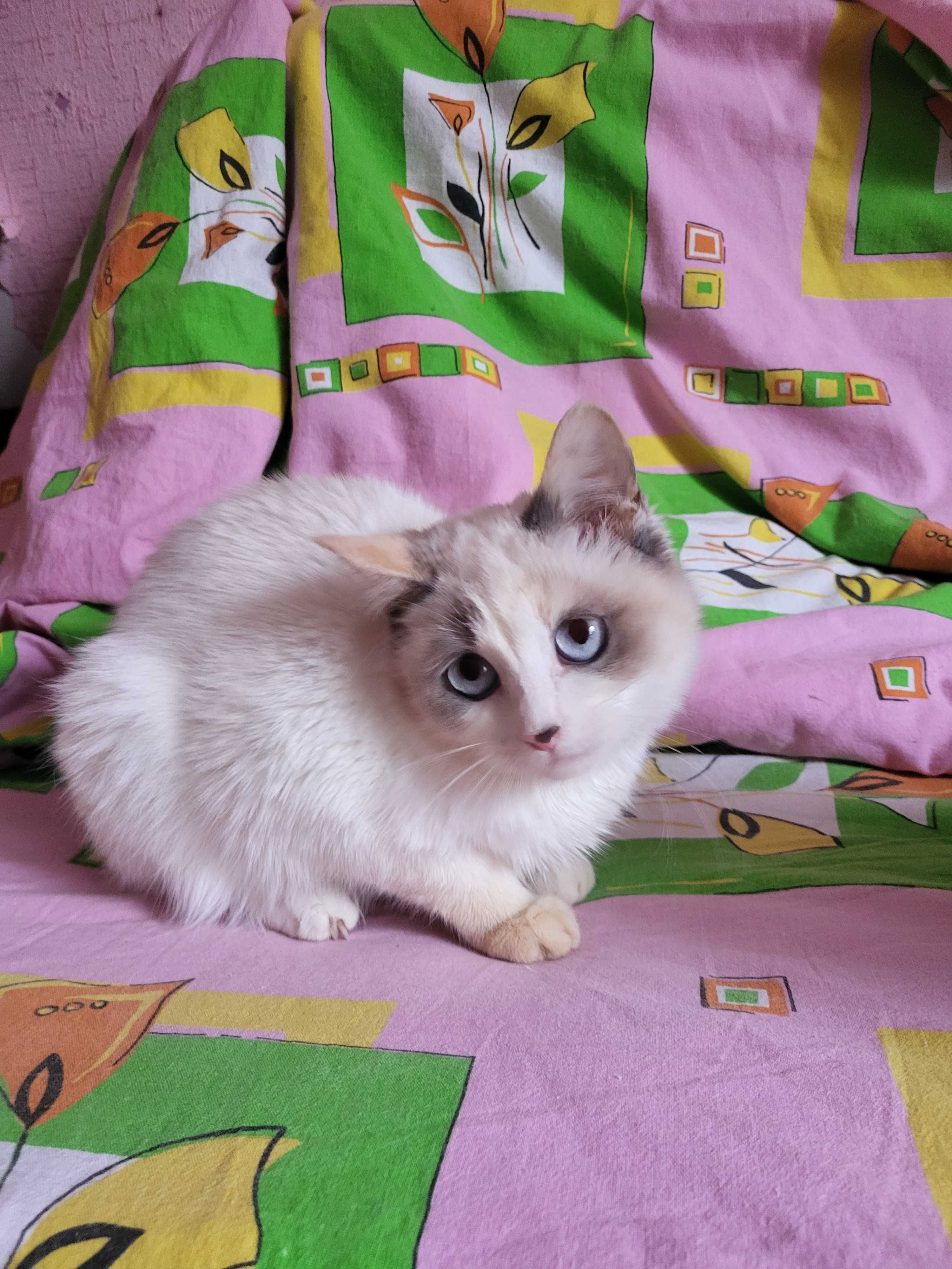 Кошечка метис ищет хорошую семью