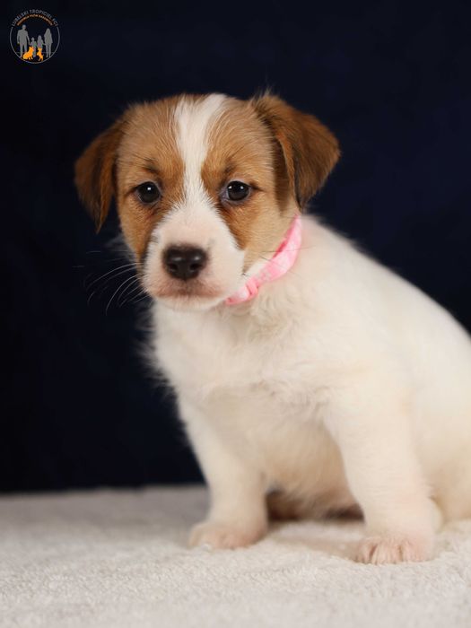 Jack Russell Terrier ZKwP FCI rezerwacja