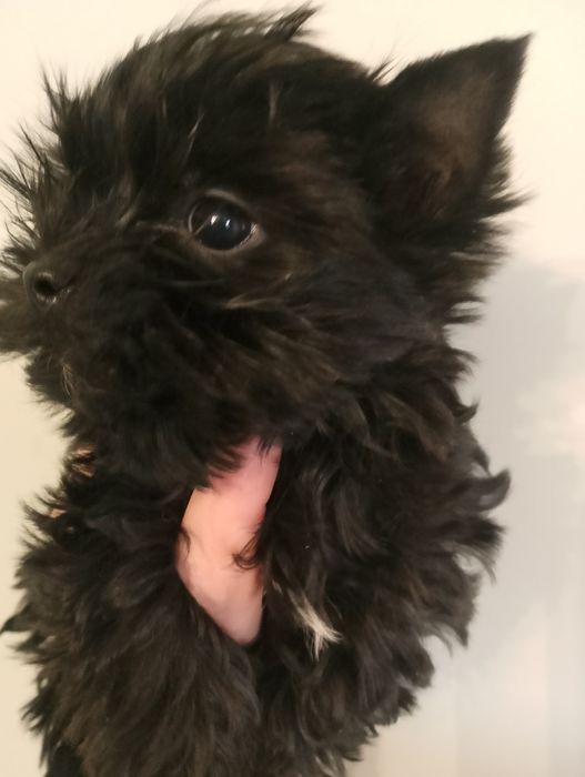 Yorkshire terrier Black