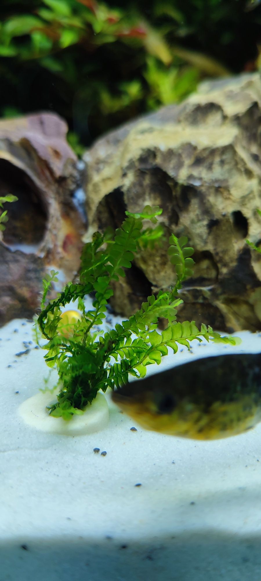 Cameroon Moss, mech do akwarium