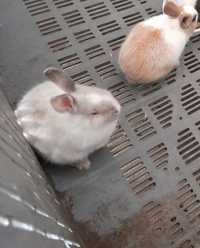 Vendo estes coelhos anões os 2 são machos.Nascidos  9 de Janeiro 2024.