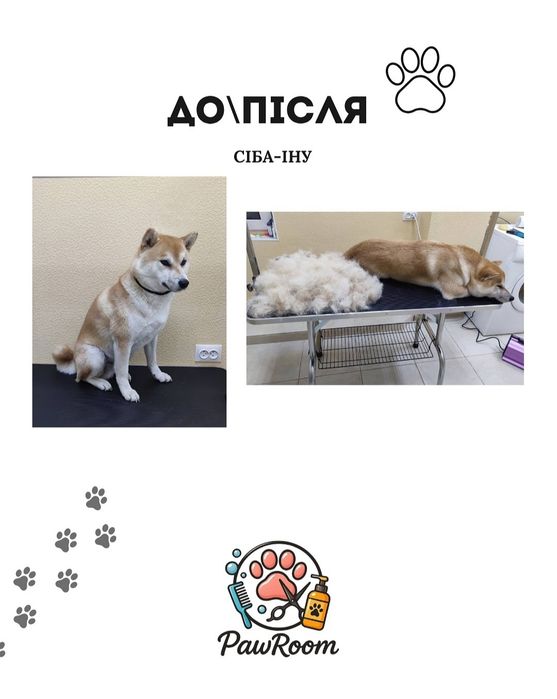 Послуги грумінгу, грумінг, грумер, стрижка котів собак