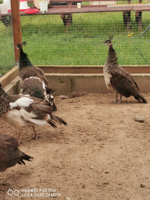 Pawie niebieskie indyjskie