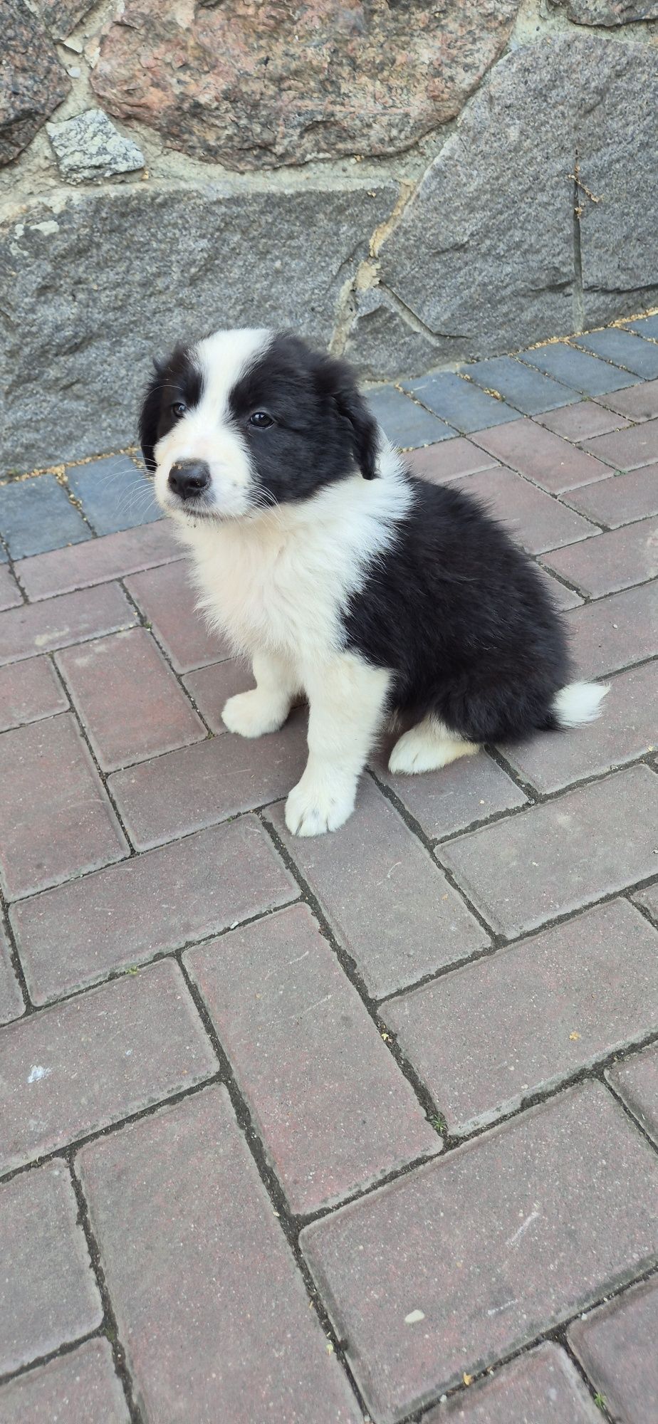 Piesek Border Collie