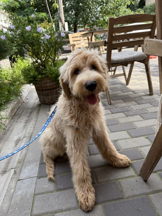 Останній ексклюзивний лабрадудль