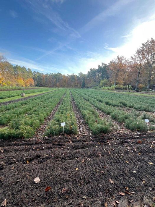 Sadzonki Sosny 2-letnie