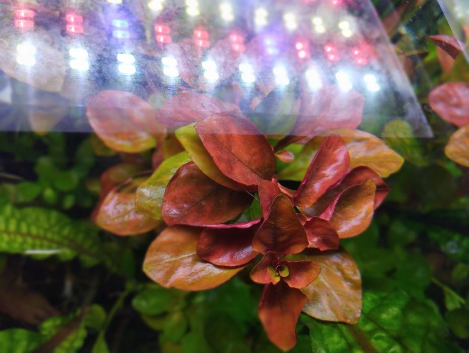 Ludwigia repens .
