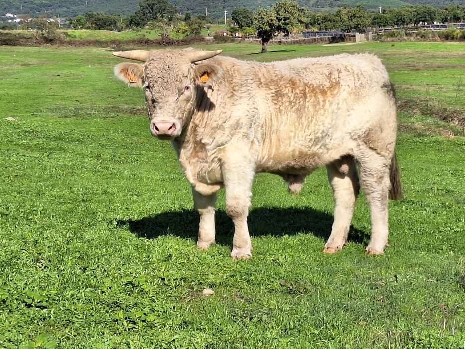 Novilho charoles puros