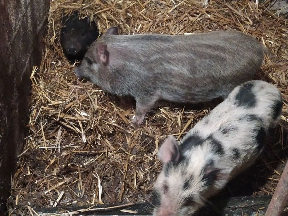 Продам поросята в'єтнамські