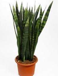 Сансевієрія різна, щучий хвіст, тещин язик