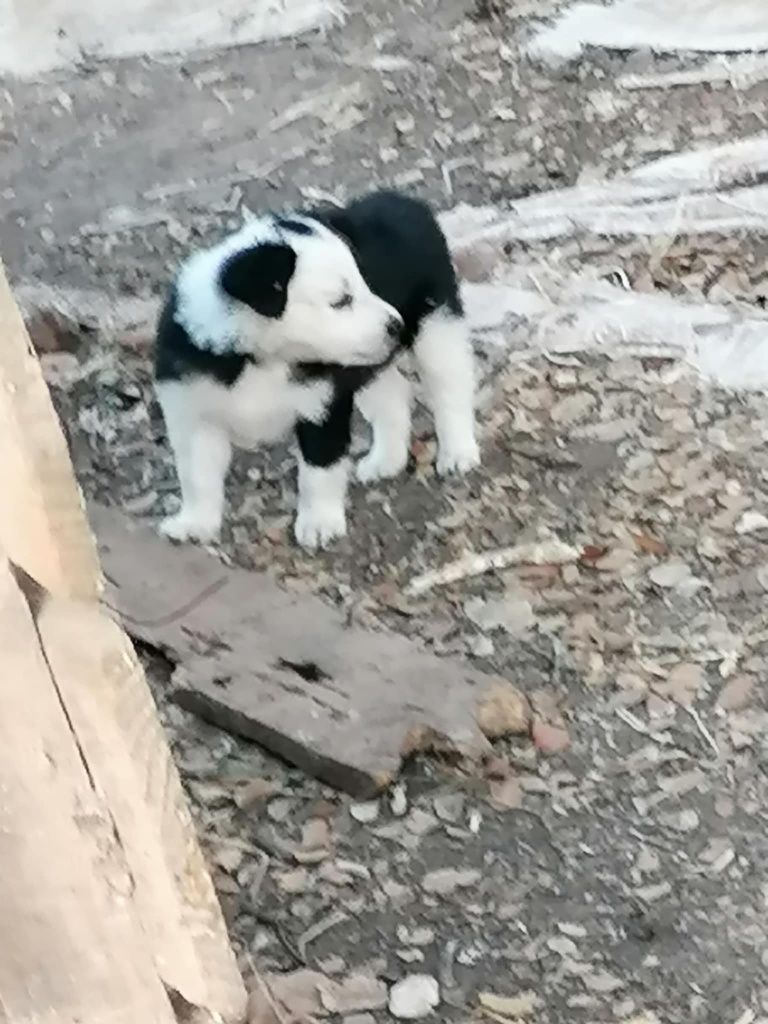 Collies um macho e uma fêmea