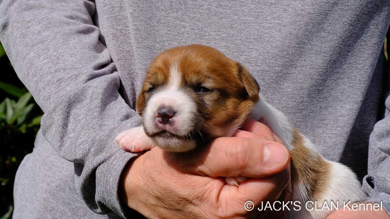 Jack Russell Terrier gładkowłosy ZKwP (FCI)