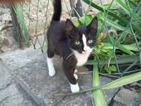 Kocurek do adopcji