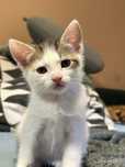 Kot do adopcji - samiec