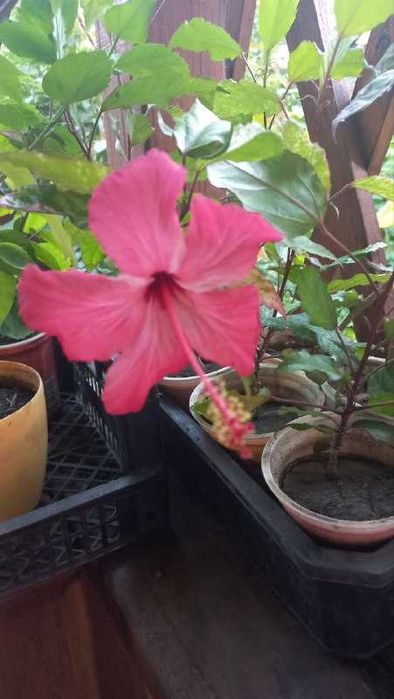 Продам  гибискусы, сосны,  форзицию,розмарин,ивы и  др  растения