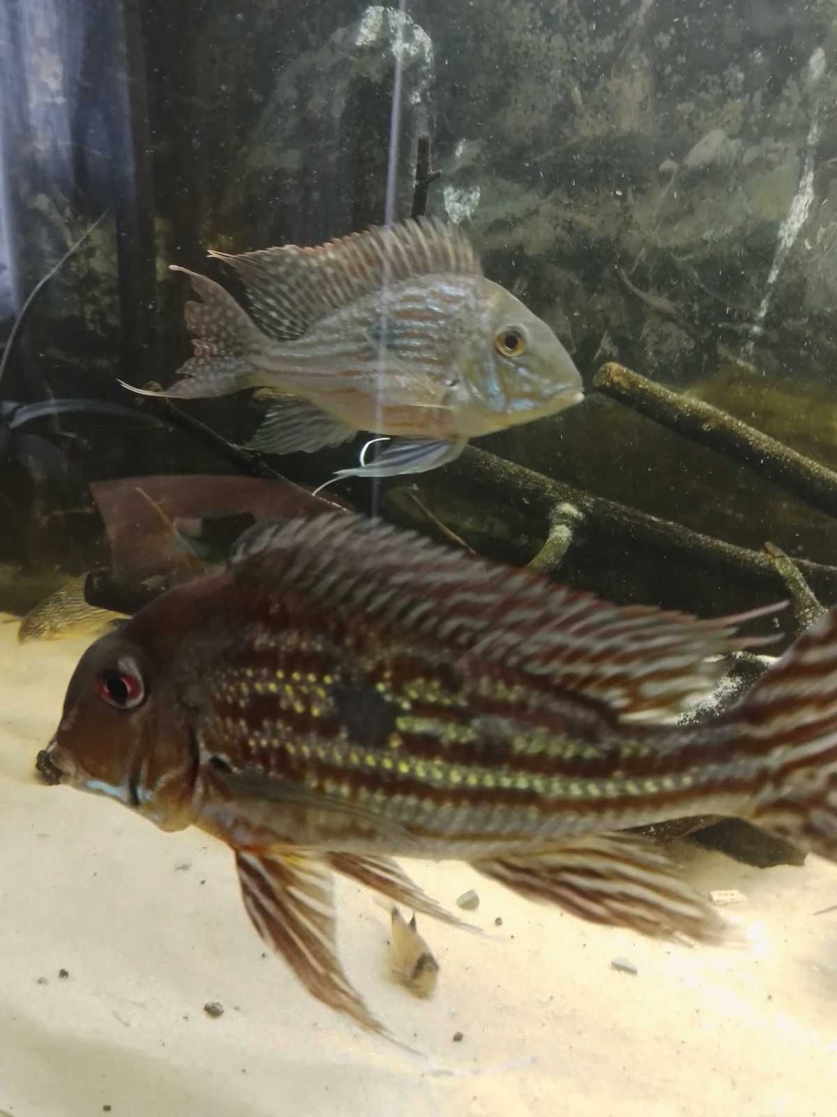 Geophagus Winemilleri