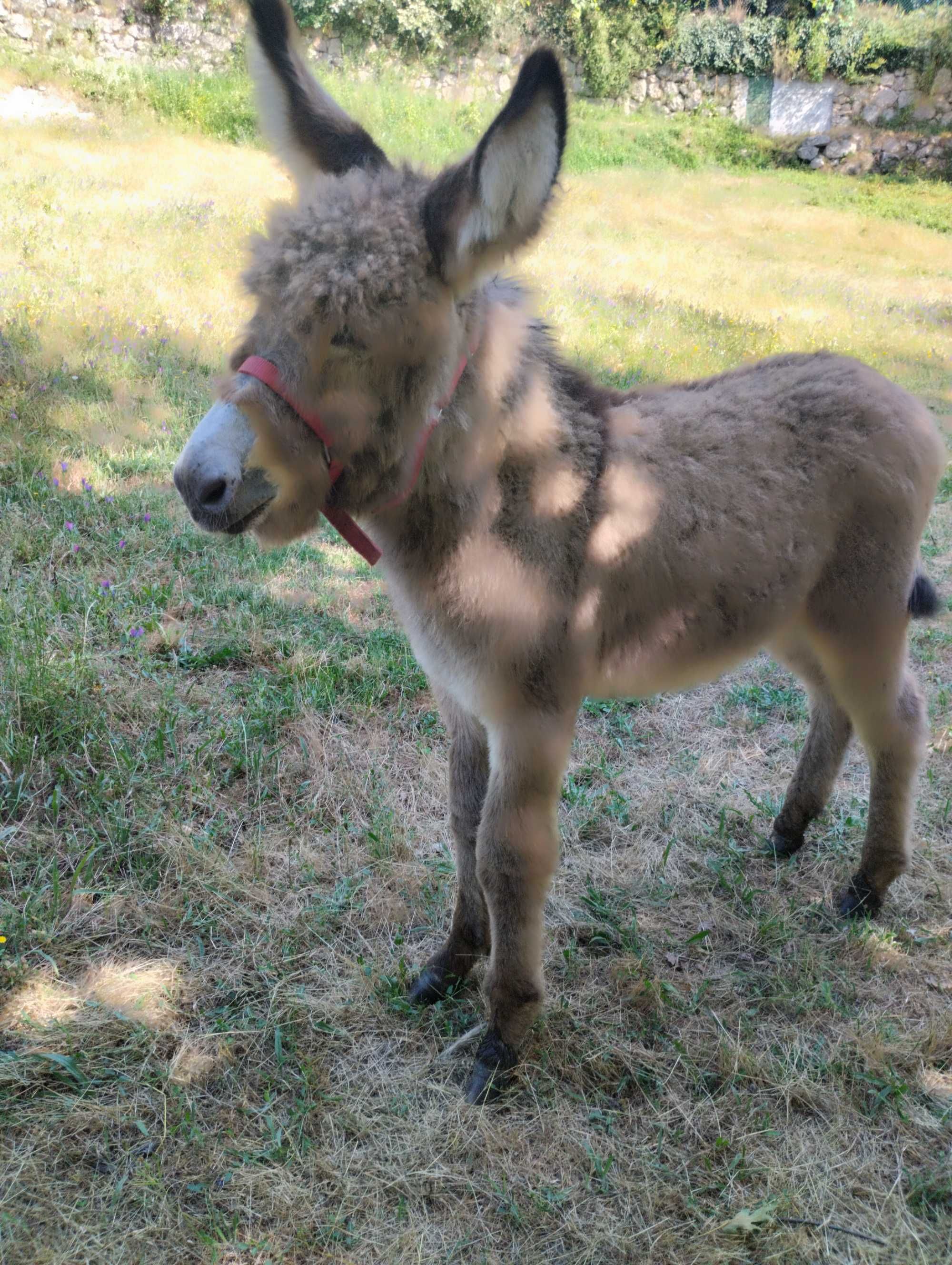 Burro mirandês 3 meses
