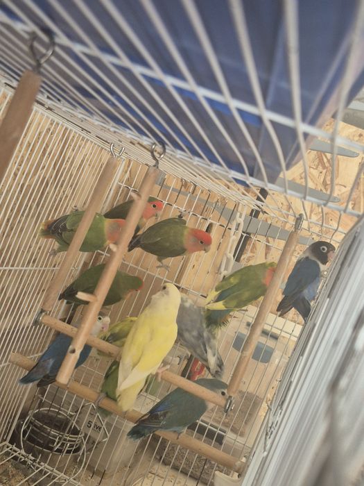 Agapornis para vend