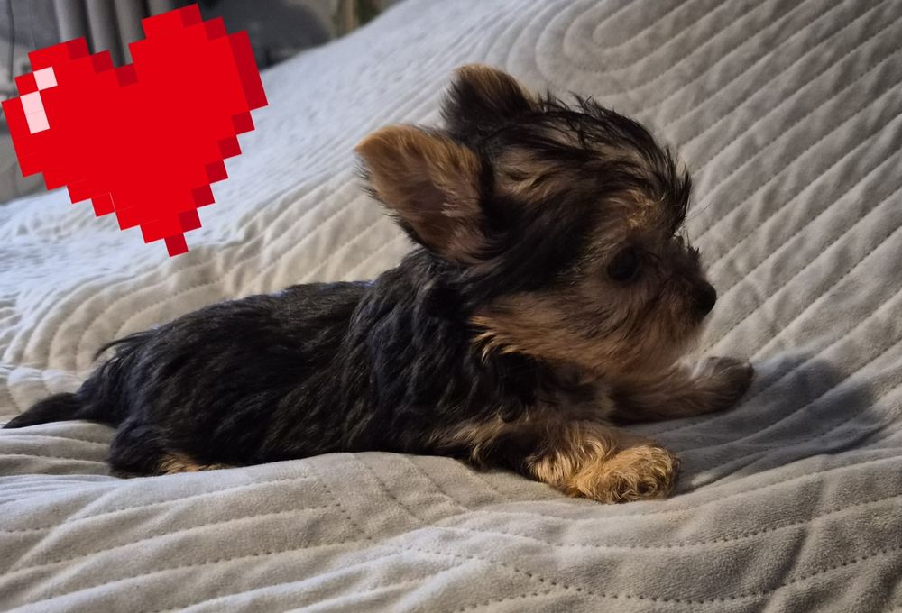 Yorkshire terrier