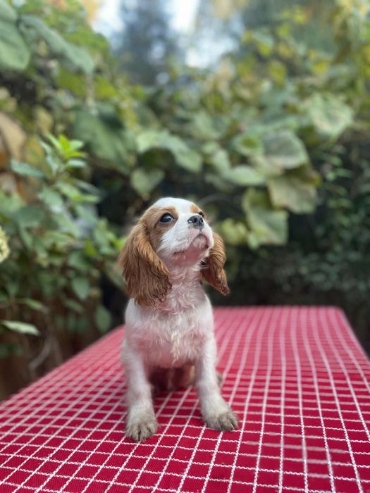 Cavalier King Charles Spaniel blenhiem samiec pies chłopiec biały brąz