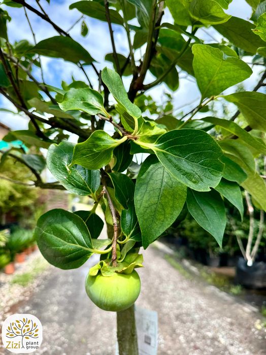 Diospyros 'Cioccolatino', 'Tipo', 'Vaniglia', Kaki, pień 80cm