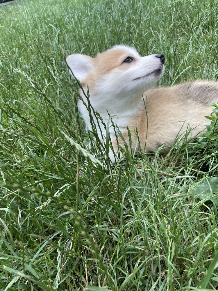Welsh corgi pembroke