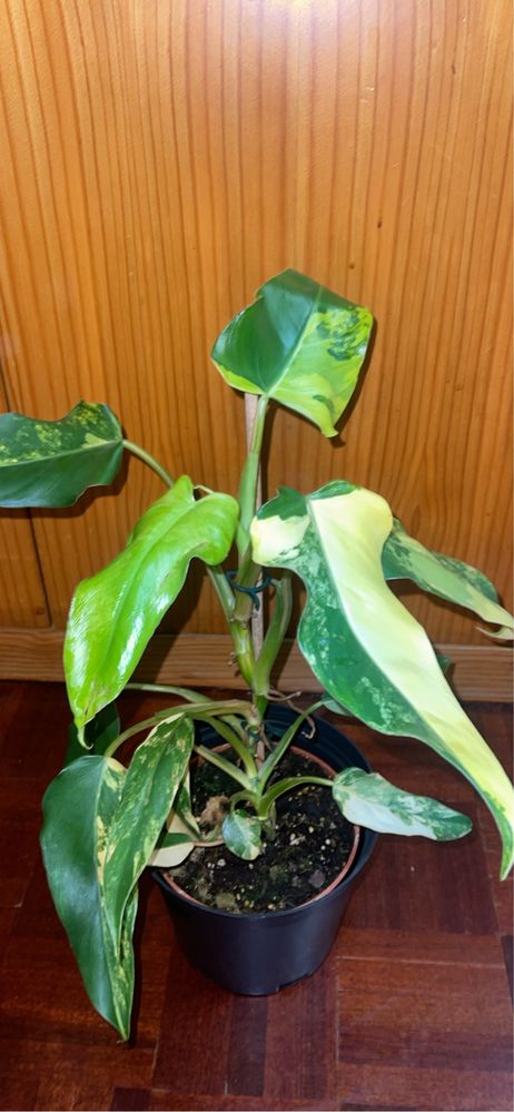 Planta philodendron domesticum