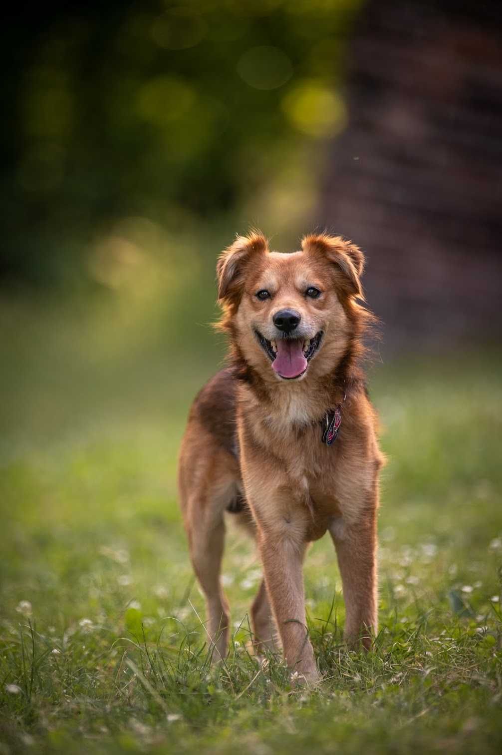 Śliczny Sprite do adopcji!