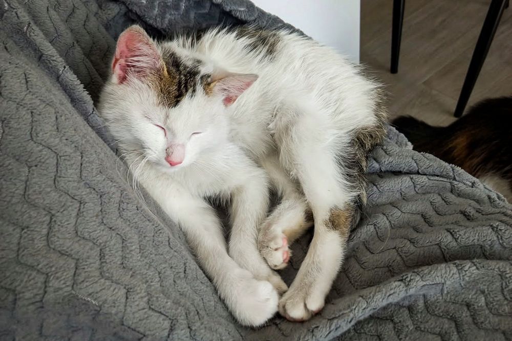 Koci aniołek prosi o dom