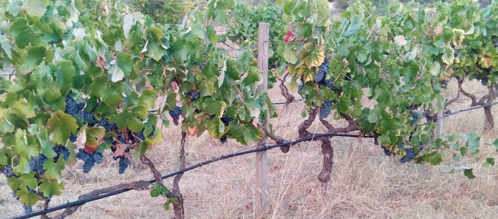 Uvas tintas e brancas, para vindimar a 4Out t