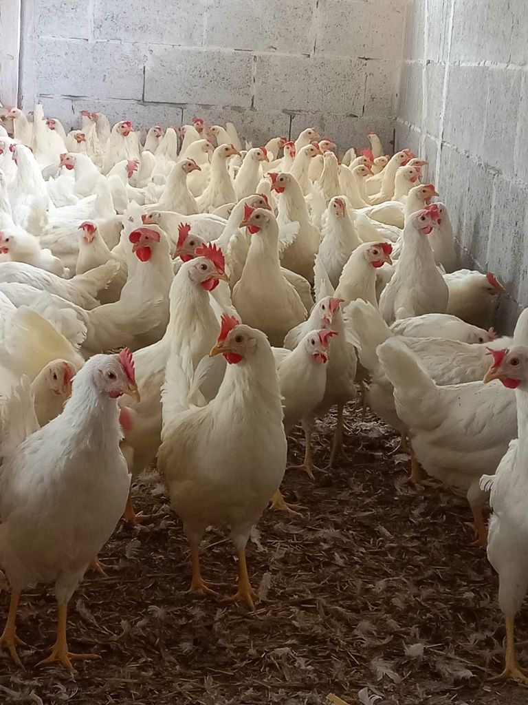 Kury z Jakiem, Leghorn i Rosa! Wysyłka.
