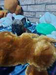 Sunia buldog francuski