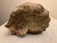 Muszla - skamielina prehistorycznego ślimaka