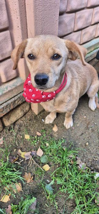 Mała suczka około 2 lata