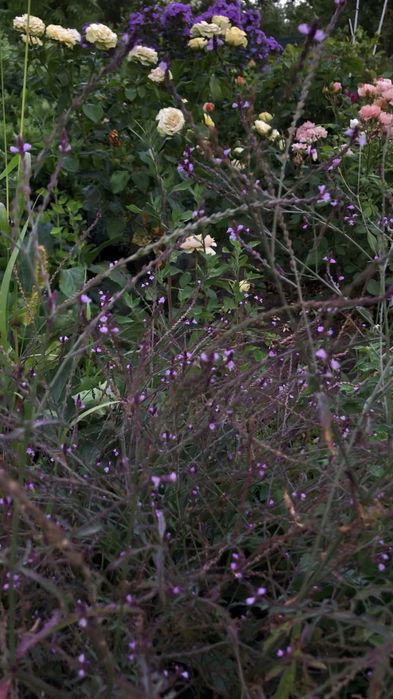 Вербена лікарська Bampton